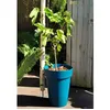 Image de Pot de fleurs - RIVIERA - SOLEILLA - Plastique - H52 x D39 cm - Bleu