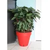 Image de RIVIERA Pot de fleurs Loft avec réserve d'eau - Rond - Ø 50 x H 46 cm - Rouge