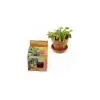 Image de Pot avec coupelle Plante carnivore Radis et Capucine 8 cm
