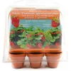 Image de radis et capucine - mini serre 6 pots - fraises à faire pousser