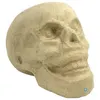 Image de Crâne - 12cm - Papier mâché