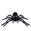 Image de araignée squelette noire floquée 22x13cm - chaks 13158
