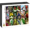 Image de Grafika Puzzle 1500 pièces Collage - Les plus beaux oiseaux du monde (1500 pièces)