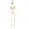 Image de Squelette articule 40 cm Halloween
