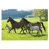 Image de Schmidt Spiele - Puzzle 26 et 48 pièces - Coffret 4 puzzles : Chevaux
