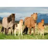 Image de Puzzle enfant 200 pieces - Famille Cheval - SCHMIDT AND SPIELE