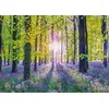 Image de Puzzle 1000 pcs Tapis de campanules dans les bois