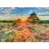 Image de Puzzle 1000 pièces : Bruyère au coucher du soleil Schmidt