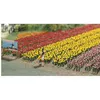 Image de Modélisme HO : Tulipes Busch