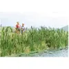 Image de Busch 1256 H0 Herbes et scirpes