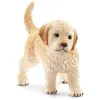 Image de Chiot golden retriever