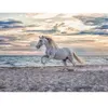 Image de Puzzle cheval sur la plage 500 pieces - Ravensburger