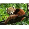 Image de Puzzle 500 pièces : Adorable Panda roux