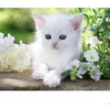 Image de Puzzle 1500 pièces : Chaton blanc
