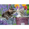 Image de Puzzle 1000 pièces : Bisous de chatons