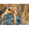 Image de Puzzle 200 p XXL - Le petit lionceau