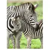 Image de Ravensburger 300 vnt. - Zebrai (300 pièces)