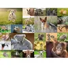 Image de Puzzle 200 pièces XXL : Adorables bébés animaux Ravensburger