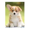Image de Puzzle 500 pièces : Adorable corgi Nathan