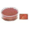 Image de Rocailles 2mm avec garniture argent - Orange