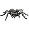 Image de Figurine araignée : Tarentule blanche Bullyland