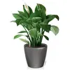 Image de Lechuza, Pot de fleurs, Classico LS (49.50 x 46.50 cm)