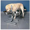 Image de Bar pour chiens