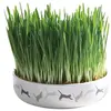 Image de Ecuelle En Céramique Avec Herbe À Chats, Ø 15 × 4 Cm, 50 G De Graines - Mon Animalerie