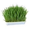 Image de 100 g Herbe pour rongeur