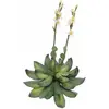 Image de Europalms, Plantes artificielles, Rose de pierre (32 cm)