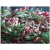 Image de Europalms, Plantes artificielles, Brin d'herbe, artificiel, vert-rouge, 105cm