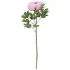 Image de Europalms, Plantes artificielles, Branche de pivoine Classic, plante artificielle, rose, 80cm (80 cm)