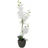 Image de Europalms, Plantes artificielles, Orchidée (80 cm)