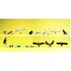Image de pigeons,corbeaux etc...