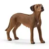Image de Schleich Rhodesian Ridgeback