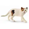 Image de 13894 Chat American shorthair