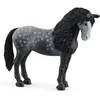 Image de 13922 Jument pure race espagnole gris