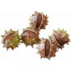 Image de Lot de 5 marrons décoratifs Léo, rouge/marron/vert (6 x 6.5 x 6cm)
