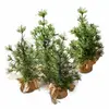 Image de Lot de 4 sapins décoratifs Millies, vert/marron (30cm)