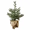 Image de Sapin décoratif Glenda