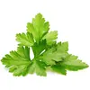 Image de Click and Grow, Graines, Coriandre (Graines d’herbes aromatiques)
