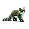 Image de Peluche Raton laveur 35cm de long
