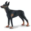 Image de Chien Dobermann