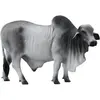 Image de Collecta Brahman Stier Zebu L-Artikel 14x9cm 1VE