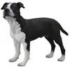 Image de Figurine Chien : American Staffordshire Terrier Figurines Collecta