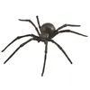 Image de Collecta jouet araignée noire veuve junior 14 cm ABS noir