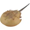 Image de Collecta jouer animal préhistorique crabe en fer à cheval 15 cm ABS marron