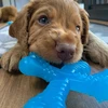 Image de Jouet pour chien Nylabone Puppy Teething X Bone - Beef Flavour XS Bleu XS 983782EU