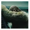 Image de Lemonade