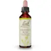 Image de Fleurs de Bach Chestnut Bud Gouttes 20 ml
